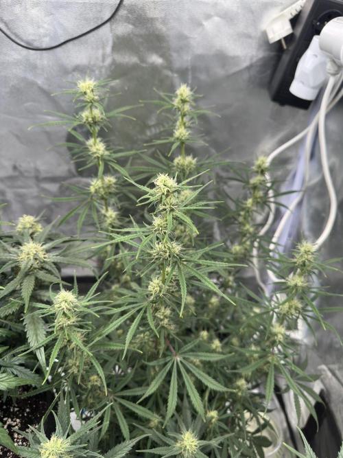 Apple Strudel & Grape Cookies. Week 8