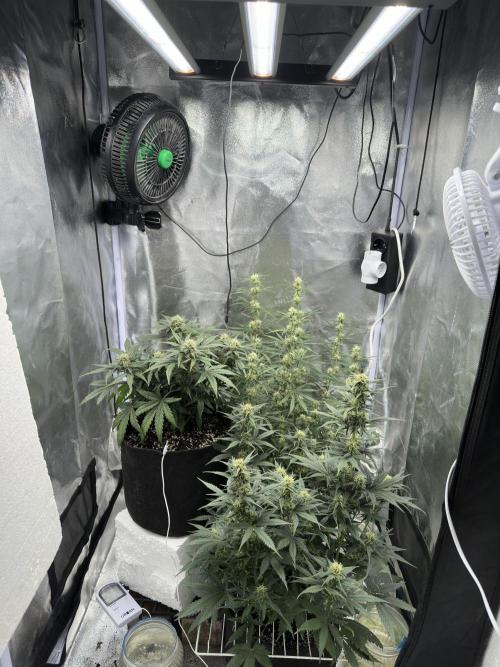 Apple Strudel & Grape Cookies. Week 8