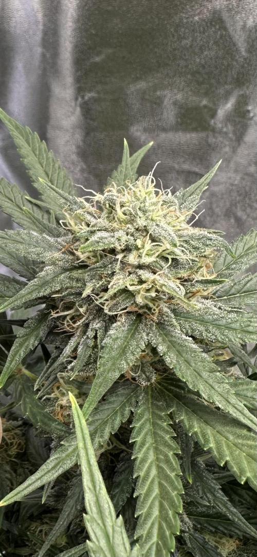 Apple Strudel & Grape Cookies. Week 8 - G.C.