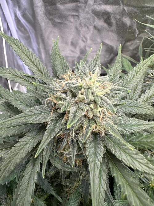 Apple Strudel & Grape Cookies. Week 8 - G.C.