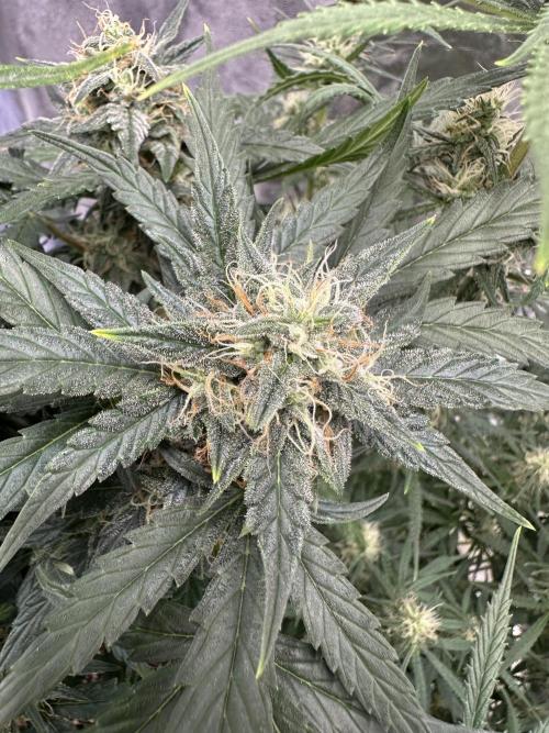 Apple Strudel & Grape Cookies. Week 8 - G.C.