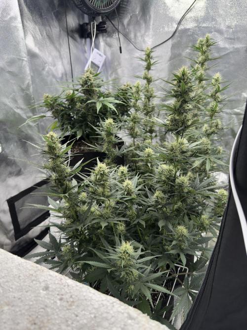 Apple Strudel & Grape Cookies. Week 8