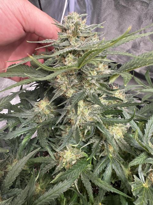 Apple Strudel & Grape Cookies. Week 9