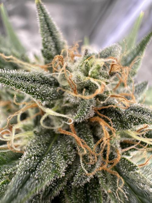 Apple Strudel & Grape Cookies. Week 9