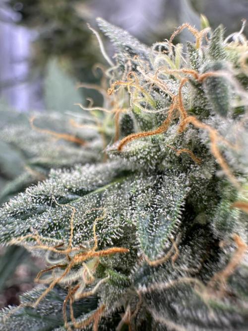 Apple Strudel & Grape Cookies. Week 9