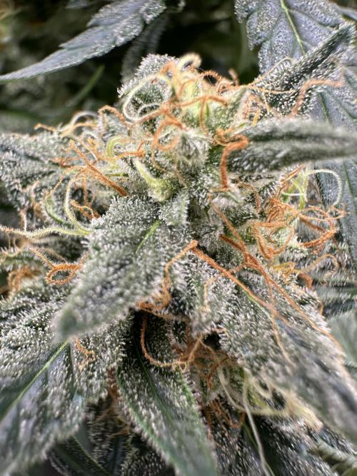 Apple Strudel & Grape Cookies. Week 9