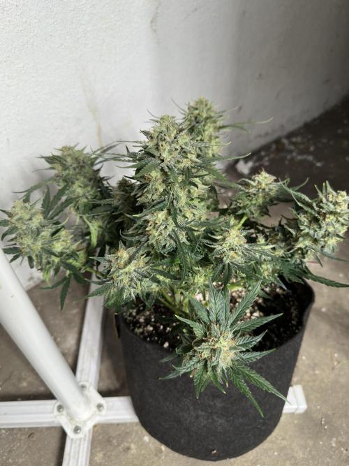Apple Strudel & Grape Cookies. Week 9