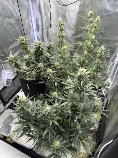 Apple Strudel & Grape Cookies. Week 9
