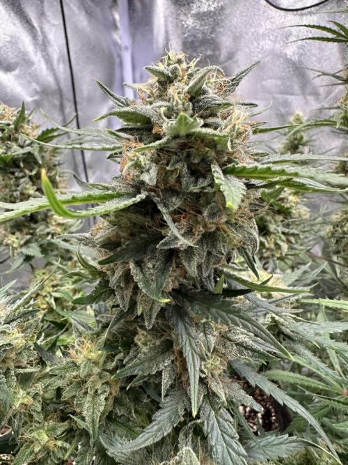 Apple Strudel & Grape Cookies. Week 9