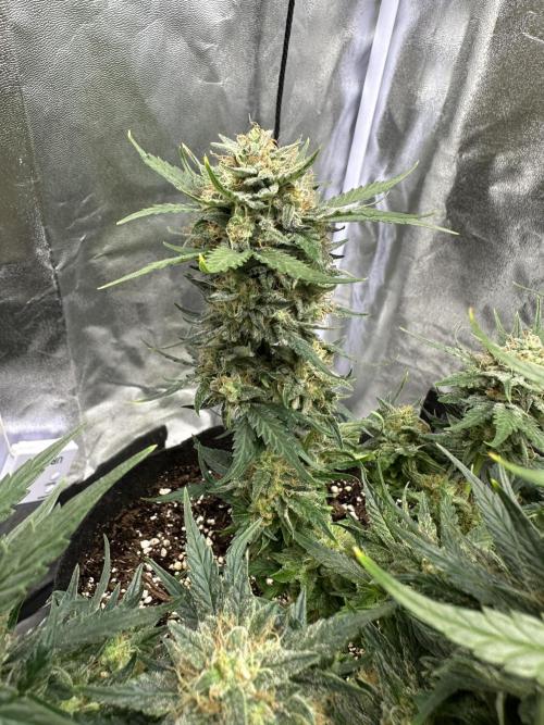 Apple Strudel & Grape Cookies. Week 9
