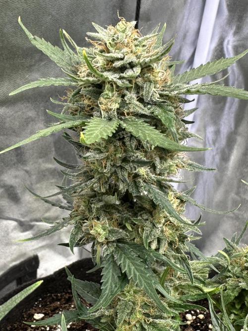 Apple Strudel & Grape Cookies. Week 9