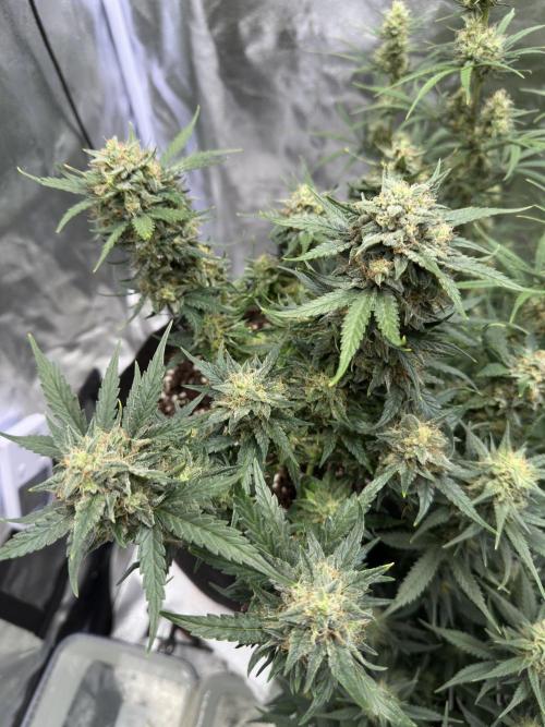 Apple Strudel & Grape Cookies. Week 9