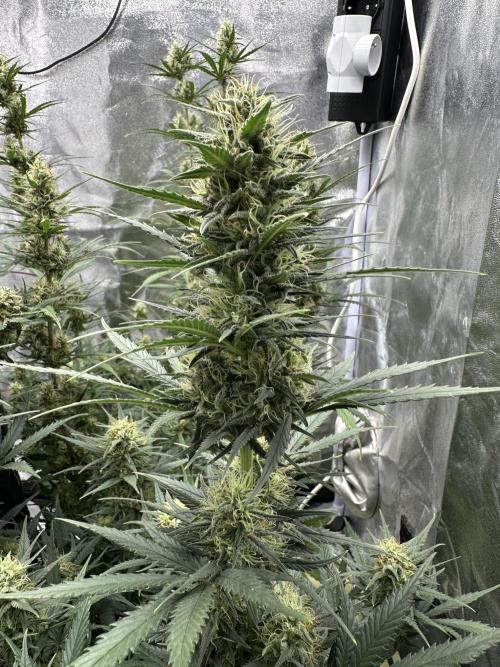 Apple Strudel & Grape Cookies. Week 9