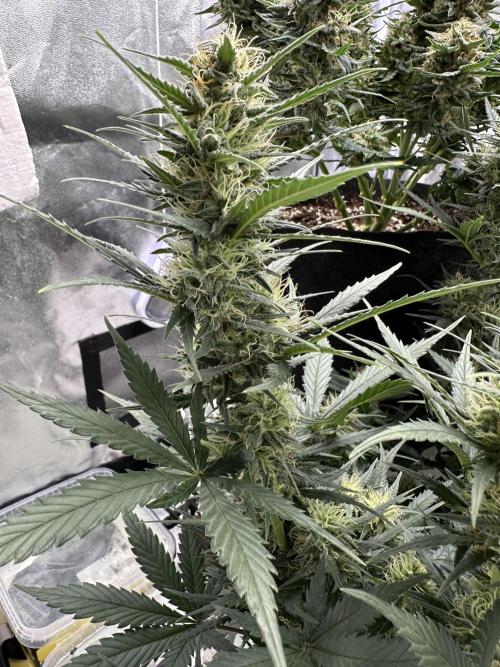 Apple Strudel & Grape Cookies. Week 9