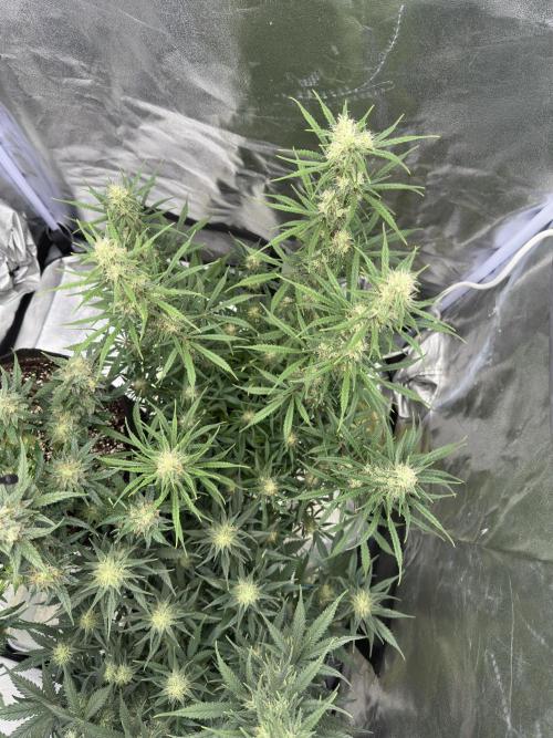 Apple Strudel & Grape Cookies. Week 9