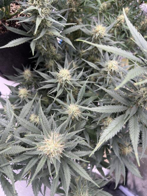 Apple Strudel & Grape Cookies. Week 9