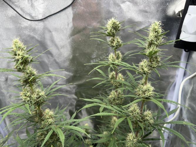 Apple Strudel & Grape Cookies. Week 9