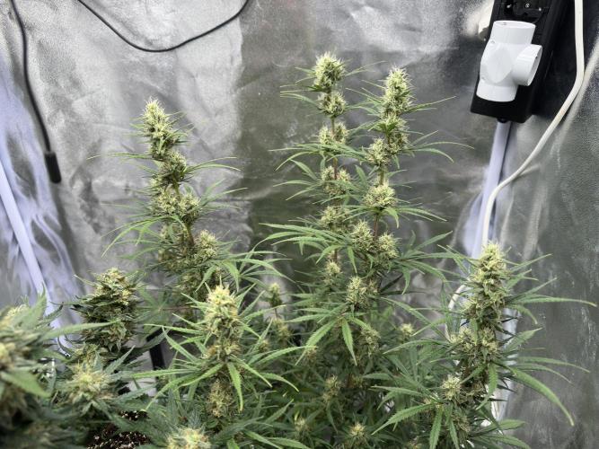 Apple Strudel & Grape Cookies. Week 9