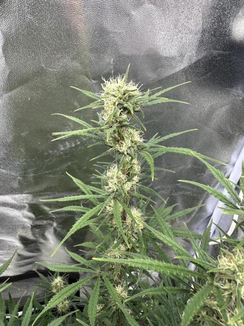 Apple Strudel & Grape Cookies. Week 9