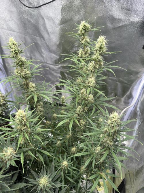 Apple Strudel & Grape Cookies. Week 9