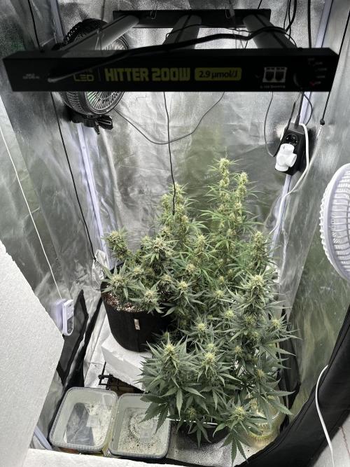 Apple Strudel & Grape Cookies. Week 9