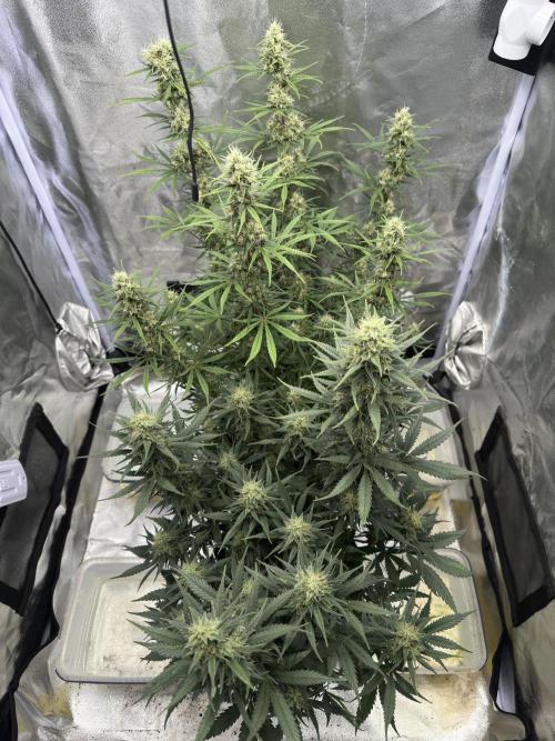 Apple Strudel & Grape Cookies. Week 9