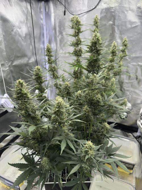 Apple Strudel & Grape Cookies. Week 9