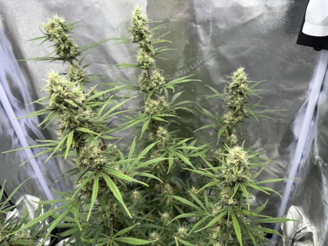 Apple Strudel & Grape Cookies. Week 9