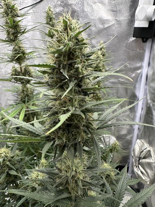 Apple Strudel & Grape Cookies. Week 9