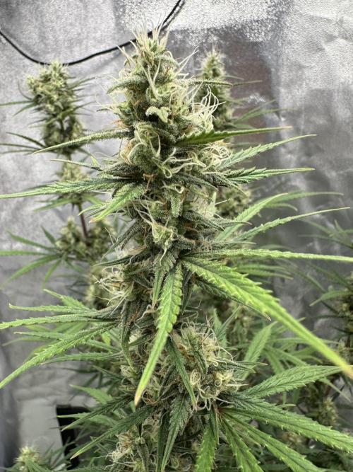 Apple Strudel & Grape Cookies. Week 9