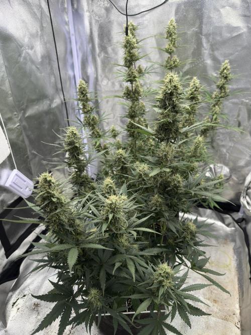 Apple Strudel & Grape Cookies. Week 9