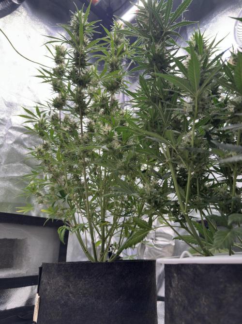Apple Strudel & Grape Cookies. Week 9