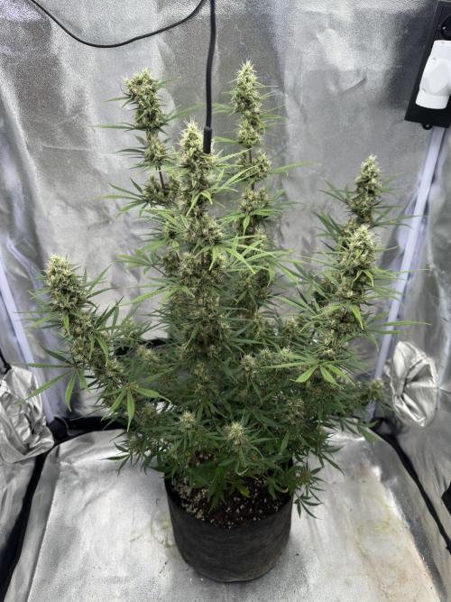 Apple Strudel & Grape Cookies. Week 10