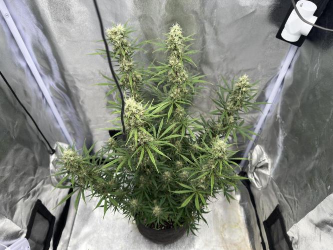 Apple Strudel & Grape Cookies. Week 10
