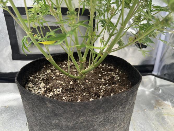 Apple Strudel & Grape Cookies. Week 10
