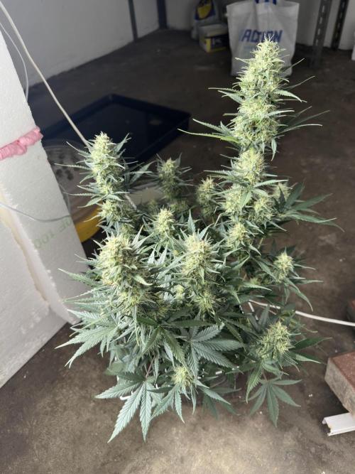 Apple Strudel & Grape Cookies. Week 10