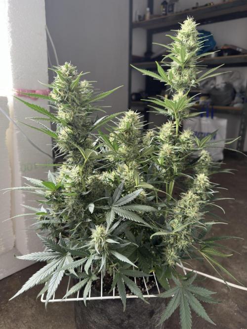 Apple Strudel & Grape Cookies. Week 10
