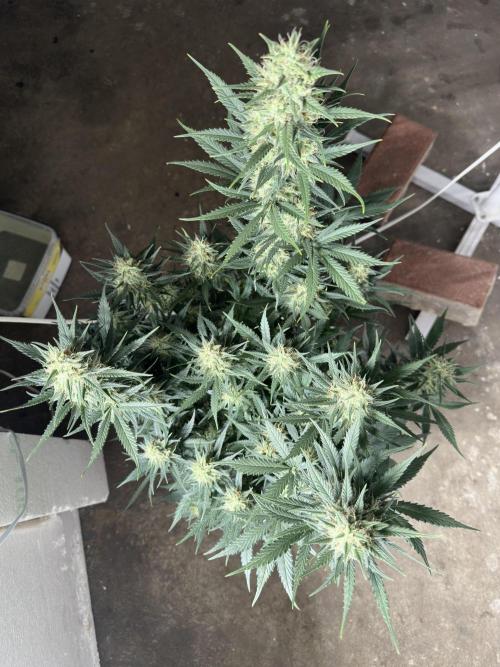 Apple Strudel & Grape Cookies. Week 10