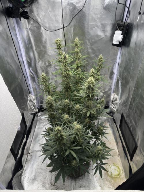 Apple Strudel & Grape Cookies. Week 10