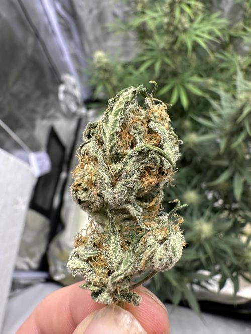 Apple Strudel & Grape Cookies. Week 9