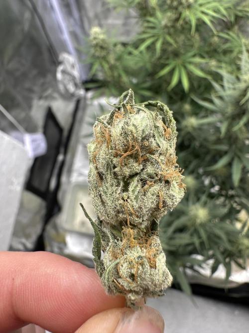 Apple Strudel & Grape Cookies. Week 9