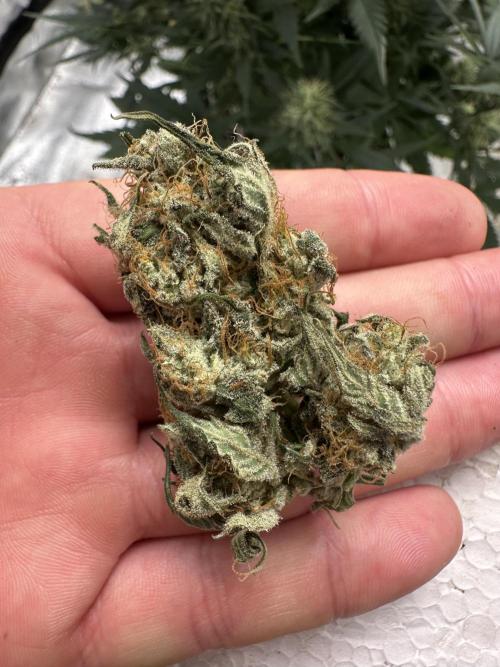 Apple Strudel & Grape Cookies. Week 9