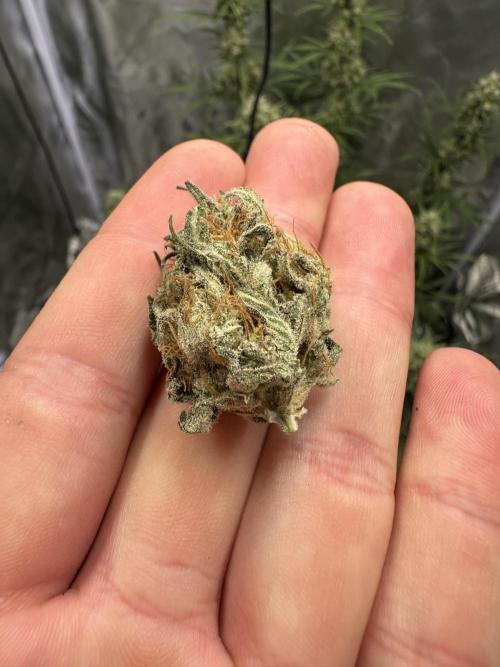 Apple Strudel & Grape Cookies. Week 9