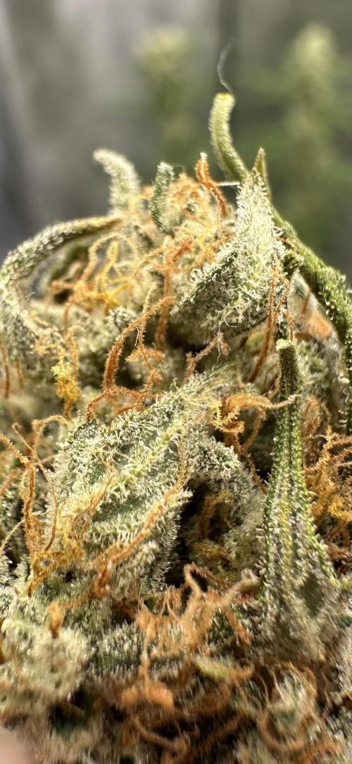 Apple Strudel & Grape Cookies. Week 9