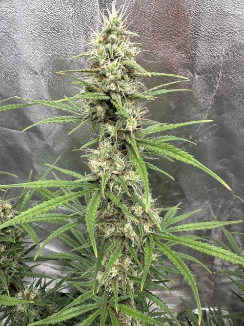 Apple Strudel & Grape Cookies. Week 10