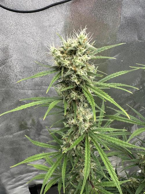 Apple Strudel & Grape Cookies. Week 10
