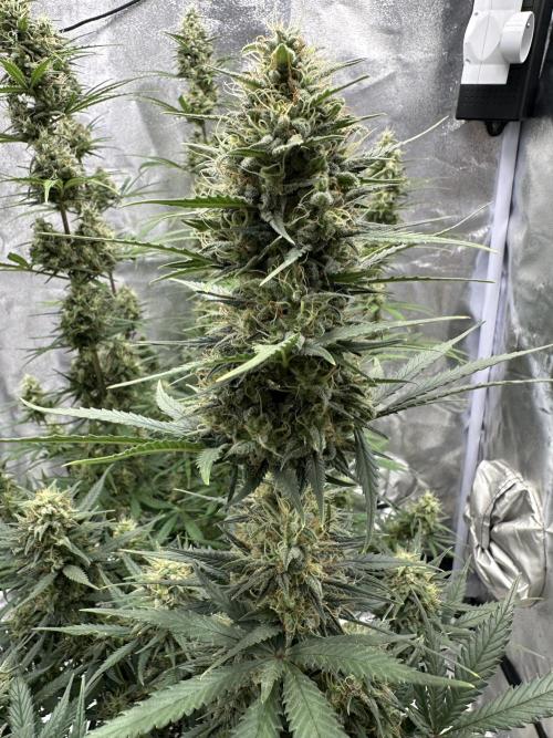 Apple Strudel & Grape Cookies. Week 10