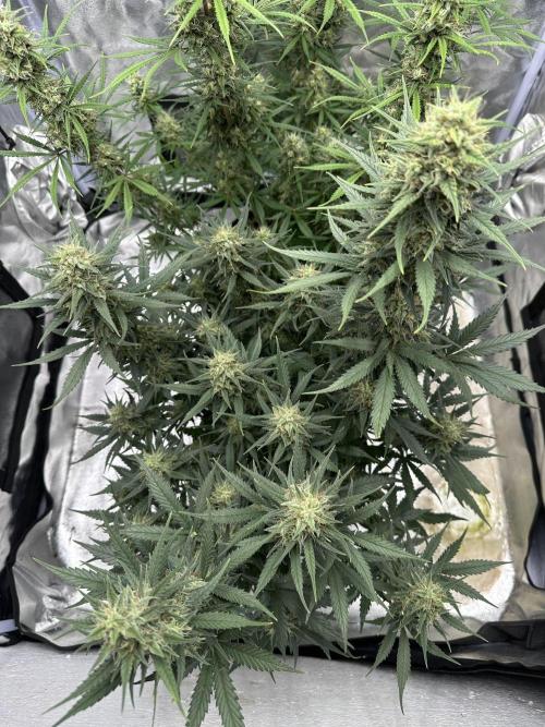 Apple Strudel & Grape Cookies. Week 10