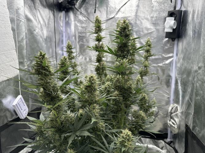 Apple Strudel & Grape Cookies. Week 10
