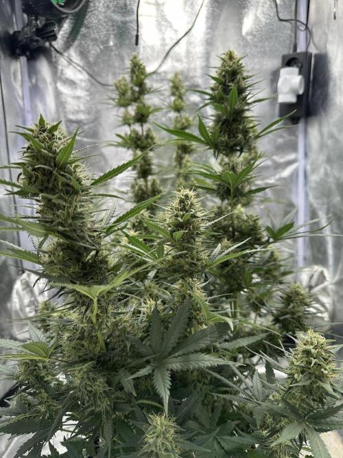 Apple Strudel & Grape Cookies. Week 10